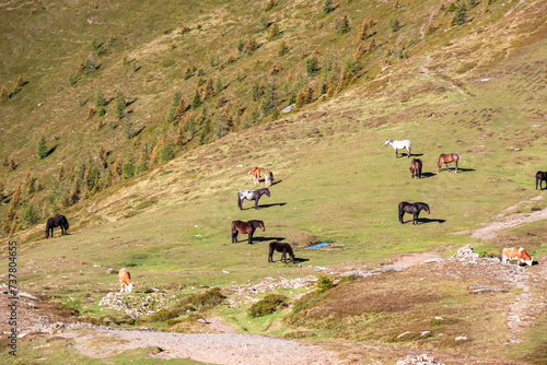 Group of wild horses grazing on alpine meadow on Goldeck, Latschur group, Gailtal Alps, Carinthia, Austria. Idyllic hiking trail on soft hills in Austrian Alps. Wildlife in serene tranquil atmosphere photo