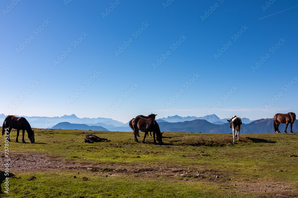 Herd of wild horses grazing on alpine meadow with scenic view of magical mountain of Karawanks and Julian Alps seen from Goldeck, Latschur group, Carinthia, Austria. Wanderlust Austrian Alps in summer