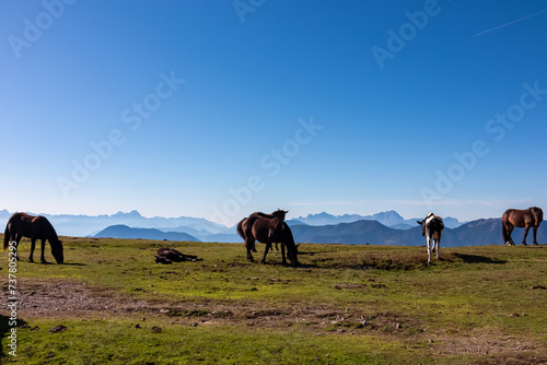 Herd of wild horses grazing on alpine meadow with scenic view of magical mountain of Karawanks and Julian Alps seen from Goldeck, Latschur group, Carinthia, Austria. Wanderlust Austrian Alps in summer © Chris
