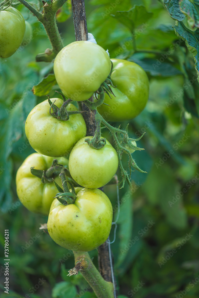 Close up for unripe green tomatos growing on the vine Close up for unripe green tomatos growing on the vine