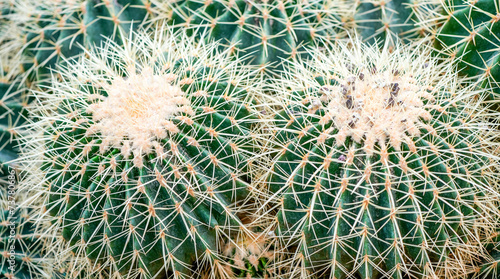 Green prickly cacti. Plants as a background. 