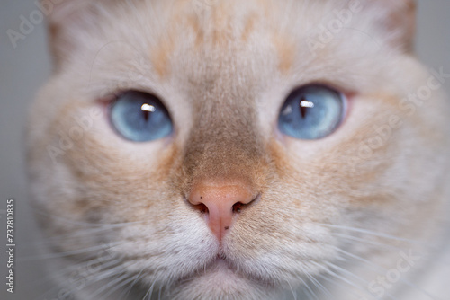Portrait of a light gray cat with gray eyes and a wet nose in sharpness.
