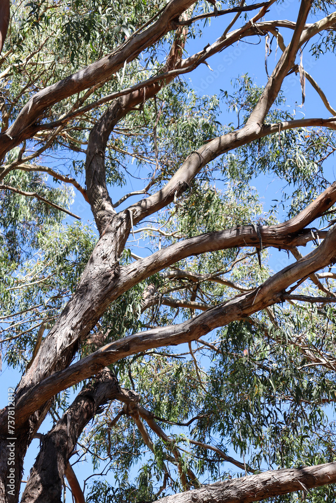 eucalyptus tree branches against blue sky eucalyptus tree branches against blue sky