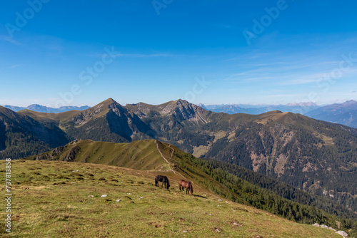 Herd of wild horses grazing on alpine meadow with scenic view of magical mountain of Carnic and Julian Alps seen from Goldeck, Latschur group, Carinthia, Austria. Wanderlust Austrian Alps in summer © Chris