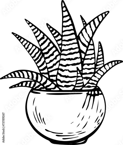 Potted houseplant Haworthia vector illustration. Zebra succulent outline style. Isolated on white background