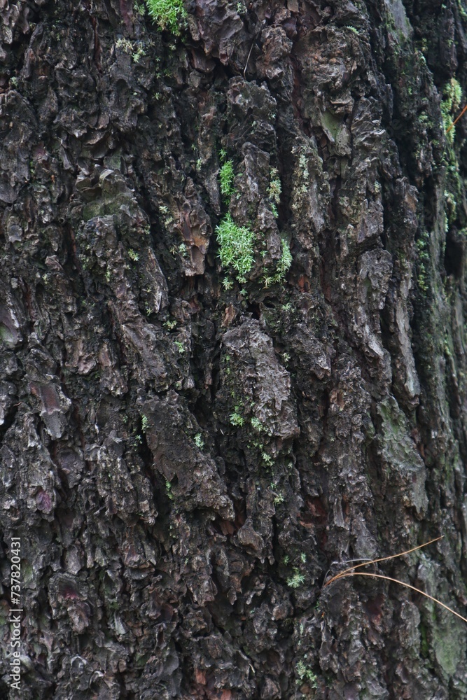 Texture and background of a large tree trunk. Texture and background of a large tree trunk.