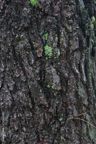 Texture and background of a large tree trunk.