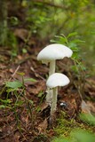 Closeup of small white mushrooms  growing in autumn forest.