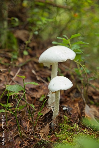 Closeup of small white mushrooms growing in autumn forest.