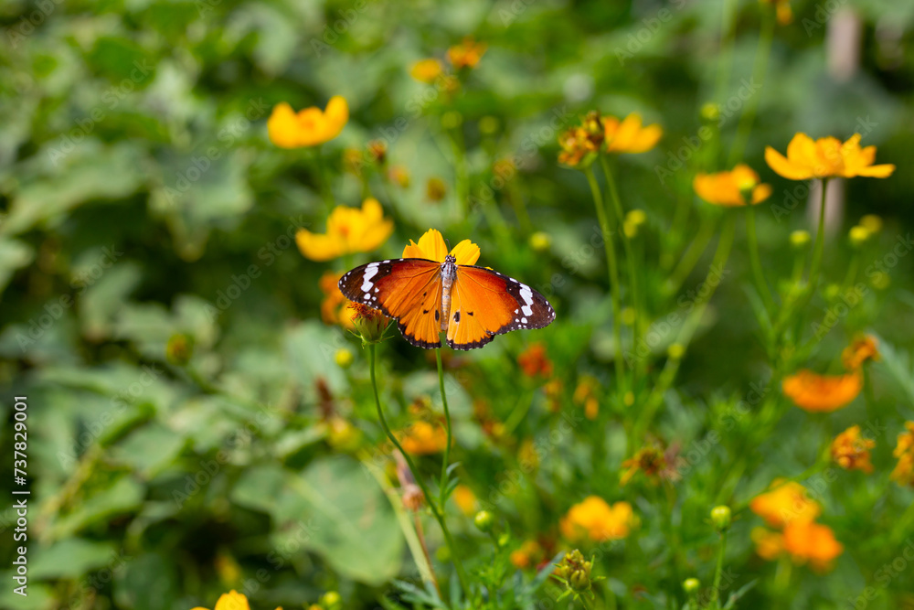 Butterfly with orange sulfur cosmos or yellow cosmos flower. Butterfly with orange sulfur cosmos or yellow cosmos flower.