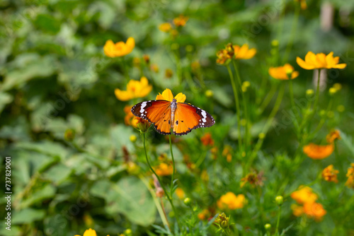 Butterfly with orange sulfur cosmos or yellow cosmos flower. © Bowonpat