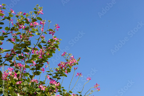 Bauhinia purpurea tree with pink flower © Bowonpat