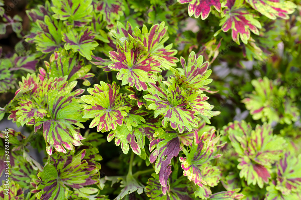 Painted nettle plant in the garden Painted nettle plant in the garden