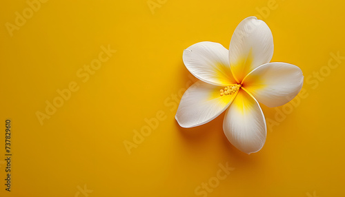 A white flower on a yellow background with copy space