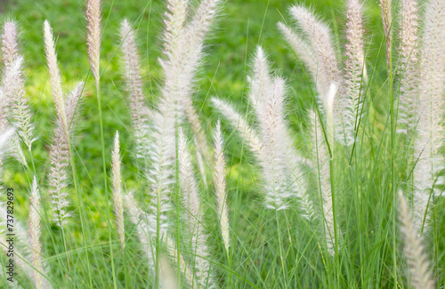 Fountain grass or pennisetum alopecuroides © Bowonpat