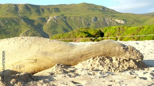 Profile view of Southern Elephant Seal napping on white sandy beach, telephoto photo