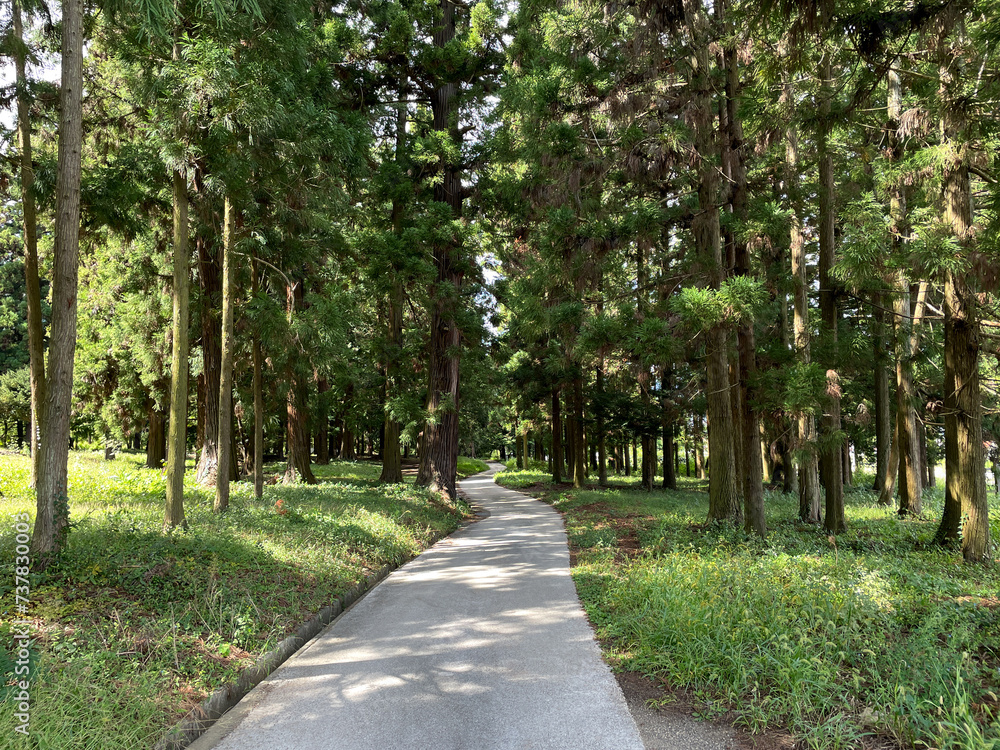 Obraz premium 舗装された杉林の小道