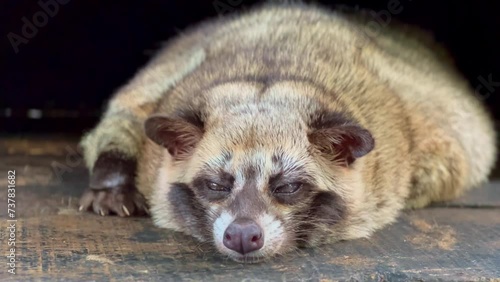 Paradoxurus hermaphroditus. A Civet is sleeping lazily on the wood. Luwak or Civet or ferret used to produce civet coffee or 