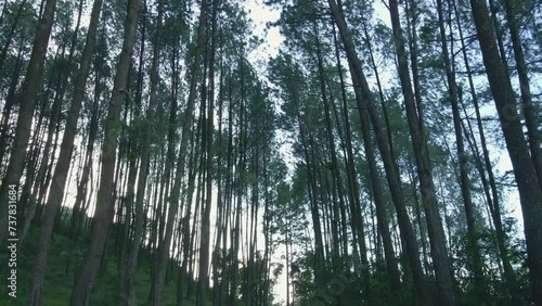 Backward shot of pine trees in the forest. Nature jungle video. photo