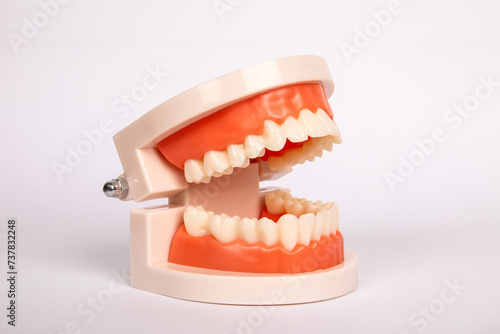 Teeth model on white background. Health and wellness