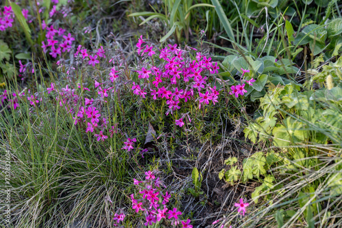 Blooming Phlox subulate in landscape design. Decorative ground cover plant Phlox subulate in the garden