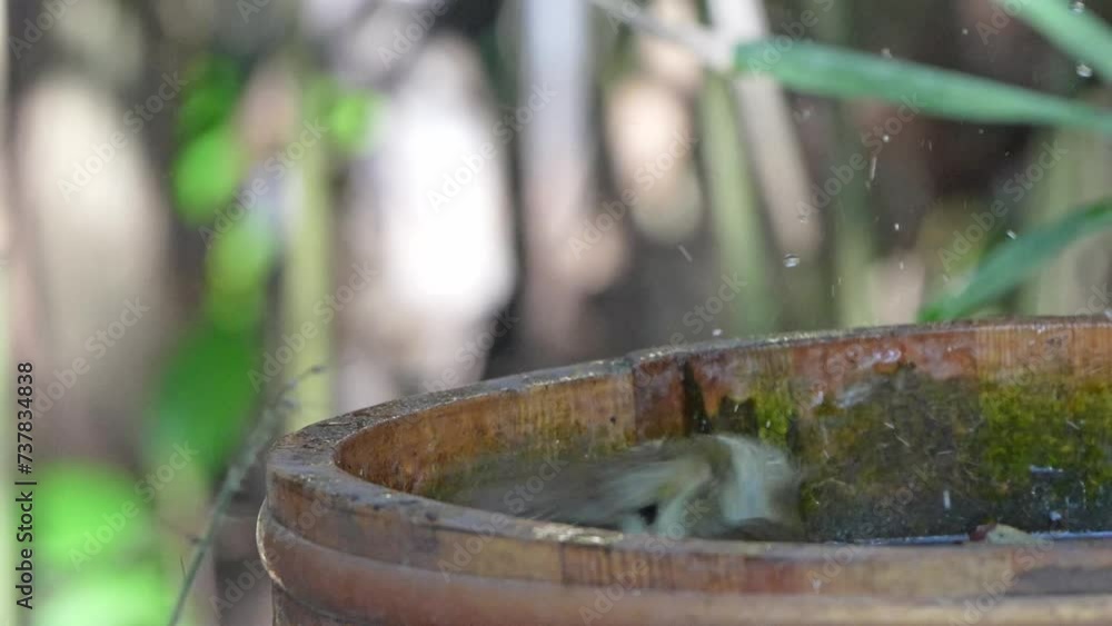 japanese bush warbler is bathing japanese bush warbler is bathing