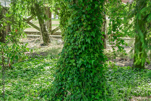 Bluszcz pospolity, zielone liscie oplatają drzewo w ogrodzie