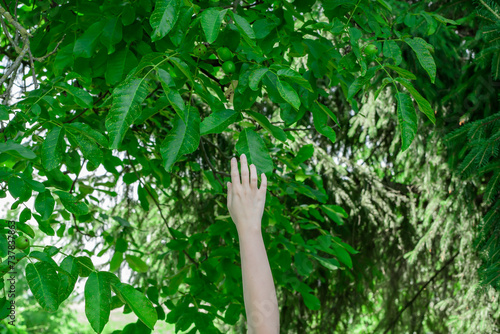 Sięgać dłonią po orzechy włoskie wiszące na drzewie