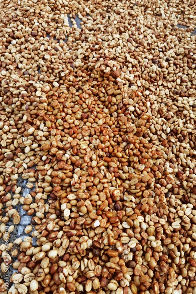 Close up of coffee beans drying in the sun Close up of coffee beans drying in the sun
