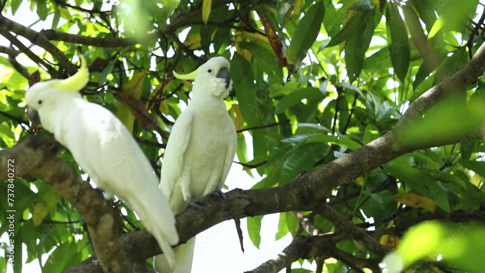 Cockatoos Perched Amongst Green Foliage Cockatoos Perched Amongst Green Foliage