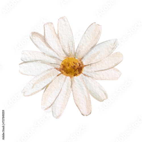 Watercolor chamomile isolated on white background. Floral illustration of a chamomile with white petals. Nature drawing, sketch of a flowering plant. Medicinal plant, healthy drink.