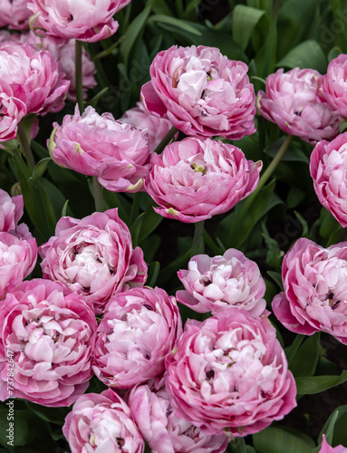 Pink tulip called 60-SW-05-1 Double Early group. Tulips are divided into groups that are defined by their flower features