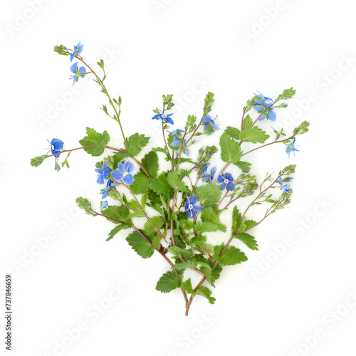 Veronica germander speedwell wild flower  on white. Used in floral food decoration and natural herbal medicine. Treats liver, eczema, sore throats, stomach ulcers, gout, arthritis, rheumatism. photo