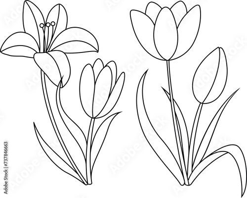 Lilies coloring page. Flower illustration coloring page