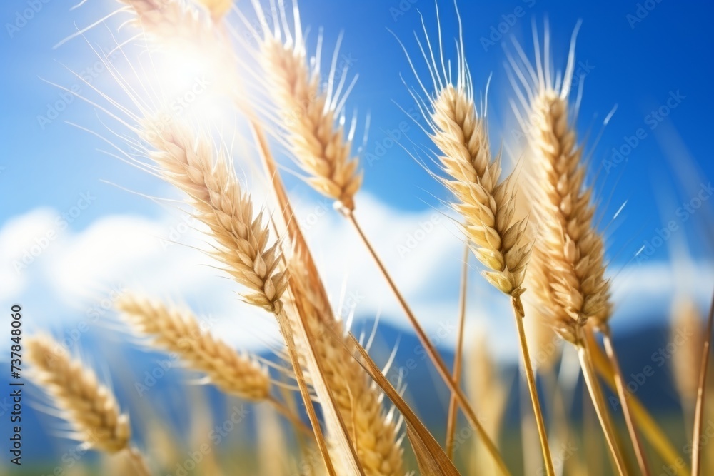 ears of wheat on a bright sunny day ears of wheat on a bright sunny day