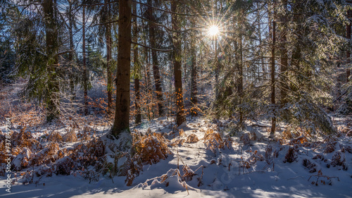 Forest in winter sleep - Wald Im Winterschlaf © Ralf Kaiser