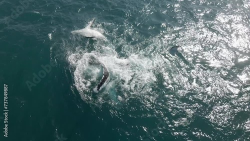 Aerial shot of a humpback whale teaching its calf how to slap its fin  photo