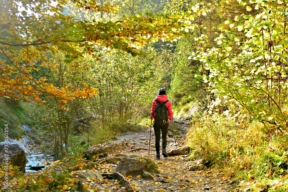 Woman walking in the forest along the stream, autumn travel. Back view. Homole, Poland