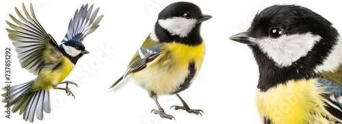 Great tit bird bundle, flying, portrait and standing, isolated on a transparent background photo