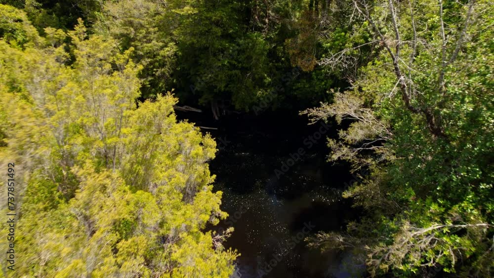 Immersive tracking flyover of a red river in the middle of an untouched forest on a sunny day Immersive tracking flyover of a red river in the middle of an untouched forest on a sunny day