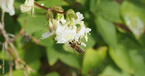 A bee (Apis mellifera) feverishly collecting pollen from a fragrant creamy white flowers of a Winter-flowering honeysuckle shrub (Lonicera fragrantissima) at the end of a hanging twig
 photo