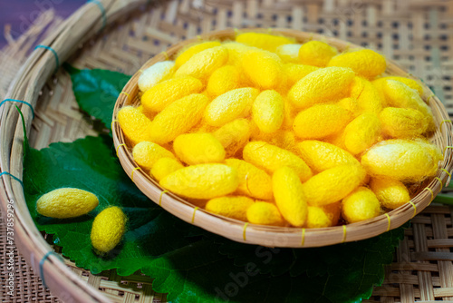 yellow silkworm cocoons shells, in the basket