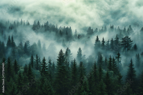 Winters Tale, Foggy Mountain Forest with Pine Trees, A Scene of Natural Beauty and Serenity