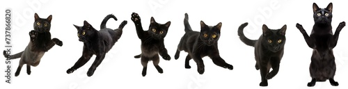 Set of Bombay cat in various different positions, action isolated cutout on transparent background.