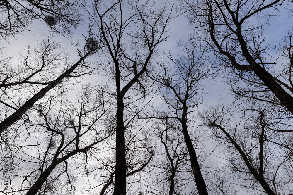 maple trees without foliage in the winter season in the forest maple trees without foliage in the winter season in the forest