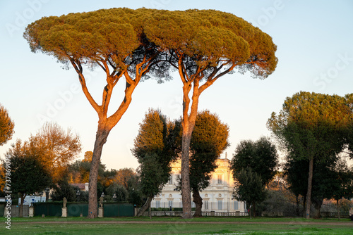 Two pines at sunset