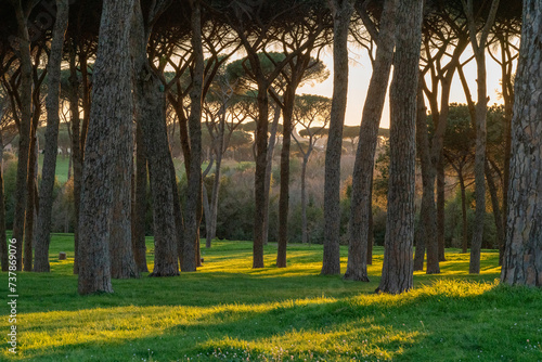 Pine forest at sunset