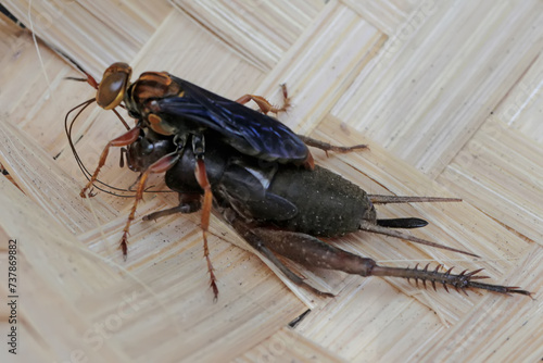 A red wasp is preying on a cricket whose body size is larger than its own.