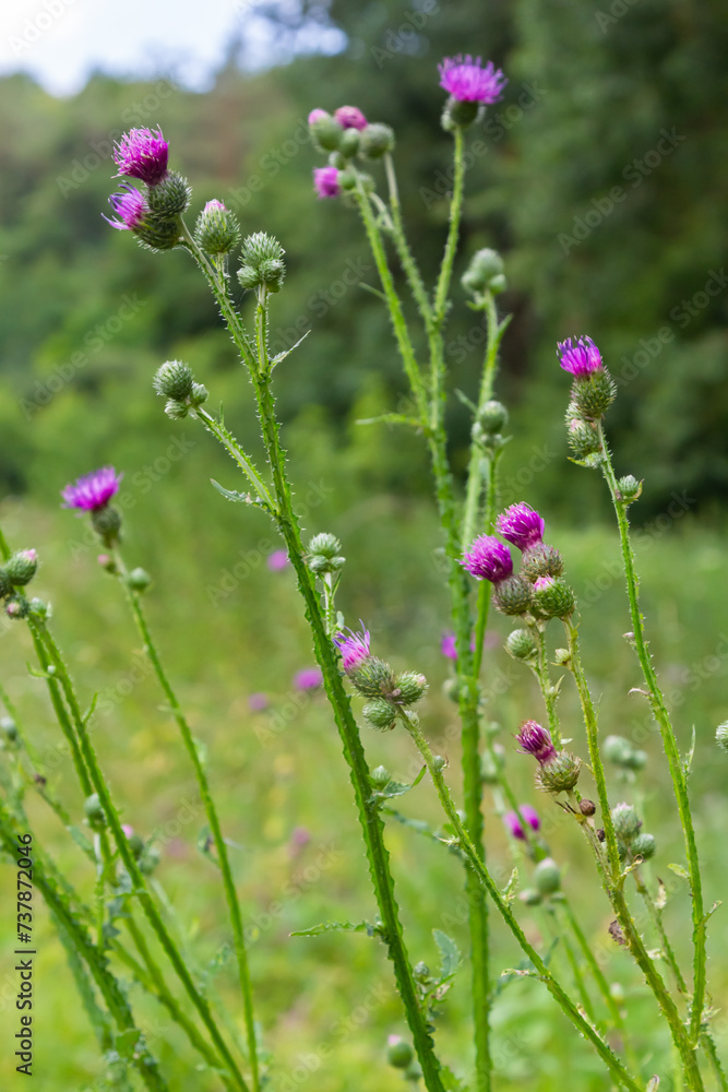 Flowering creeping thistle Cirsium arvense, also Canada thistle or field thistle. The creeping thistle is considered a noxious weed in many countries Flowering creeping thistle Cirsium arvense, also Canada thistle or field thistle. The creeping thistle is considered a noxious weed in many countries
