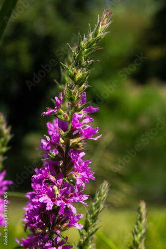 Lythrum salicaria - purple loosestrife  spiked loosestrife  purple lythrum